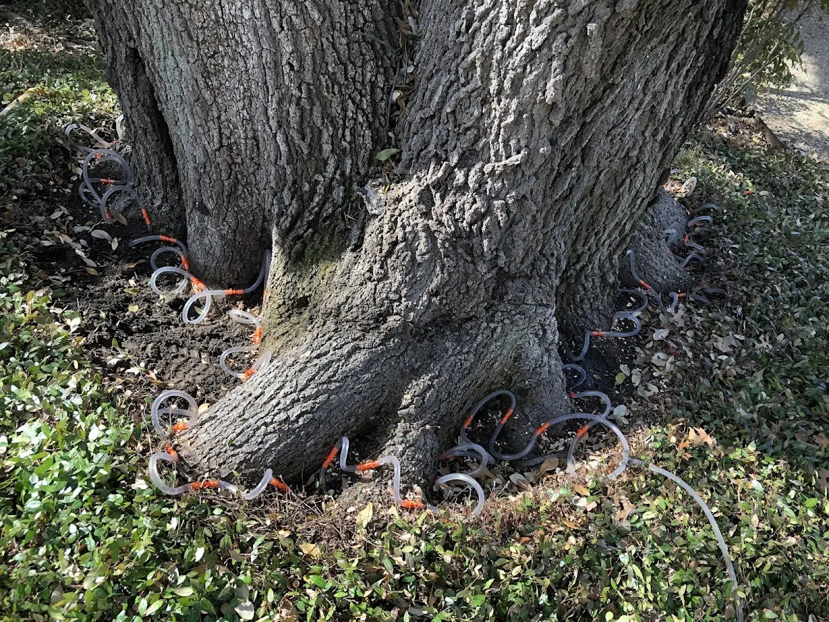 Detailed Tree Cabling and Bracing job site in Webb