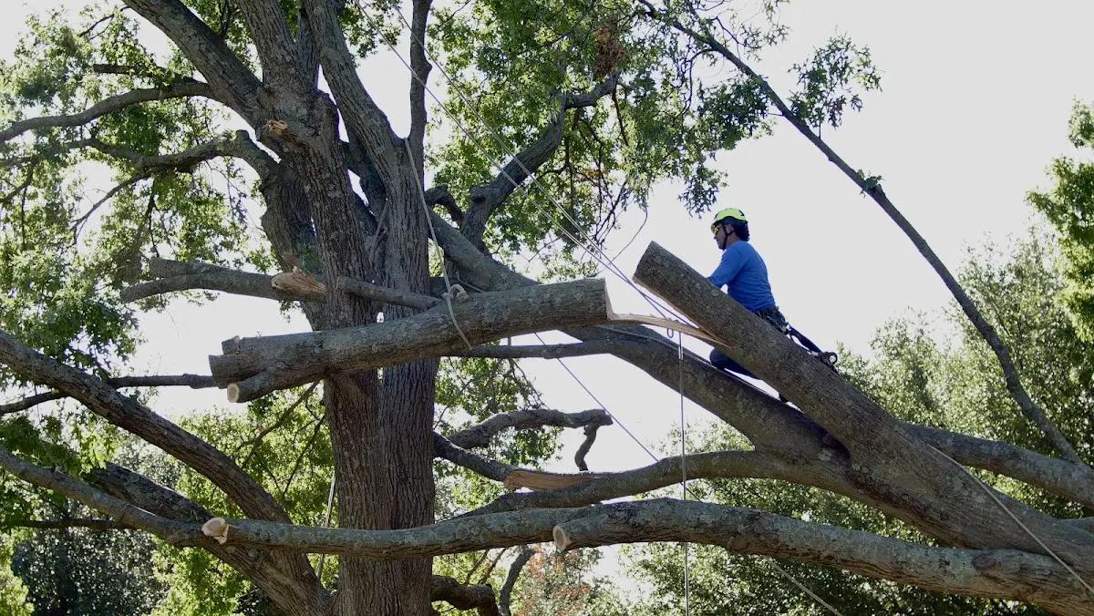Professional Crown Thinning performed by certified arborists in Webb